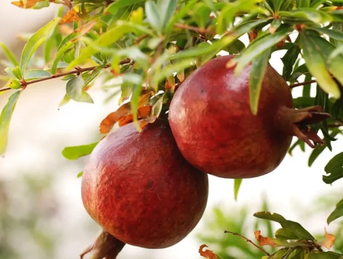 welche temperaturen vertragen granatapfel grosser granatapfelbaum mit reifen fruechten