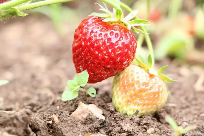welches obst in august pflanzen aussaat august obst reife erdbeeren