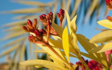 wenn der oleander gelbe blaetter bekommt