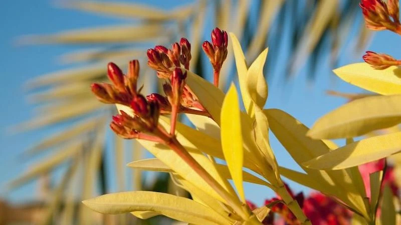 wenn der oleander gelbe blaetter bekommt