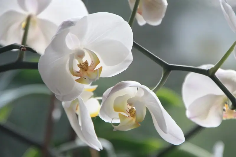 wie bekomme ich bei orchideen mehrere triebe