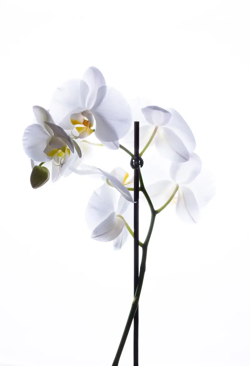wie koennen sie ihre orchideen zum bluehen bringen