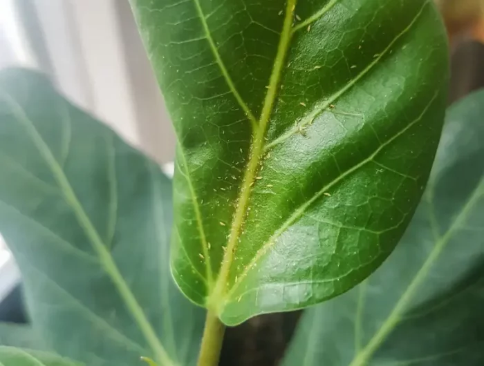wie lange leben gewitterfliegen gewitterfliegen loswerden larven von gewitterfliegen auf zimmerpflanzen