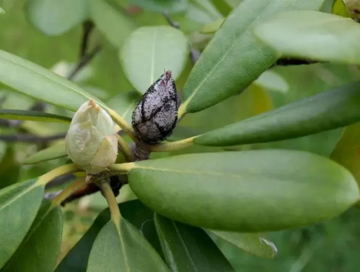 zikaden bekaempfen an rhododendron zeitpunkt zwei blüteknospen rhododendron gesunde und von zikaden betroffen