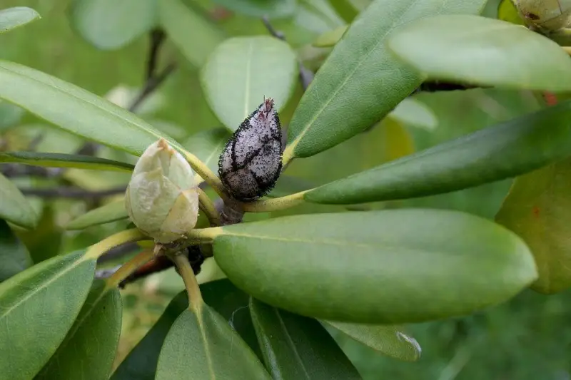 zikaden bekaempfen an rhododendron zeitpunkt zwei blüteknospen rhododendron gesunde und von zikaden betroffen