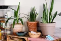 Beste Zimmerpflanzen für berufstätige Mütter - Mehr Grüne zu Hause