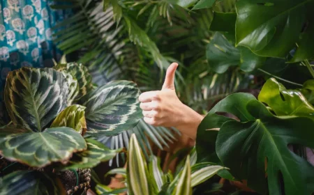 zimmerpflanzen im urlaub bewaessern verschiedenen methoden