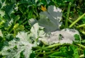 Warum bekommen Zucchini Mehltau und was hilft dagegen?