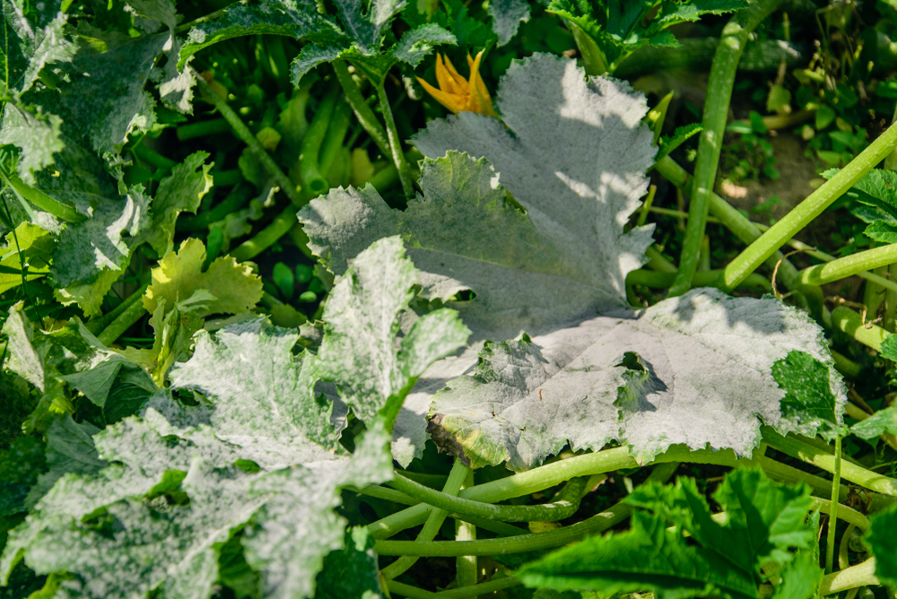 zucchini blätter haben weiße flecken befallene zucchinipflanze