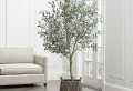Olivenbaum überwintern: Top Regeln für die Überwinterung zu Hause oder draußen