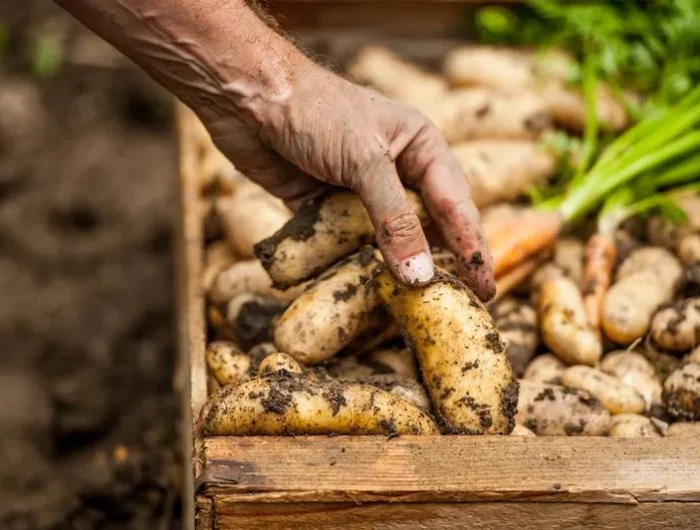 anbau von kartoffeln im september ist sehr einfach