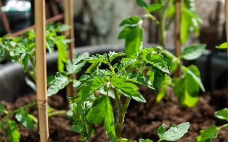 bewurzelungshormon fuer stecklinge selber machen tomatenpflanzen vermehren