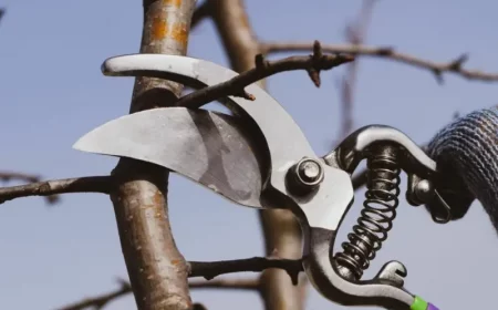 birnbaum schneiden kann ich obstbaeume im september schneiden birnbaum kleine seitenaeste schneiden