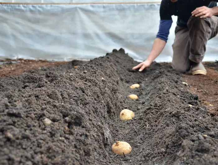 bis wann kann man spaetestens kartoffeln pflanzen