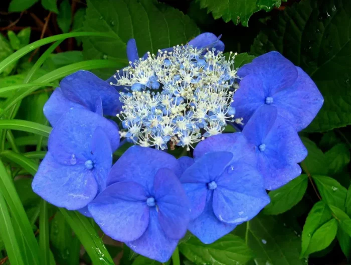 blaue hortensie mit regentroepfen hortensie mit wasser