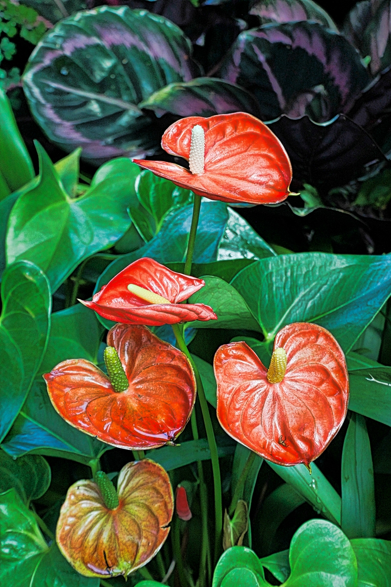 blume mit roter bluete anthurium wichtige pflegetipps