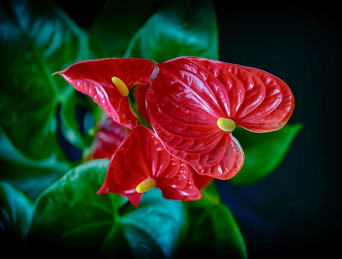 blume mit roter bluete beste zimmerpflanzen anthurium