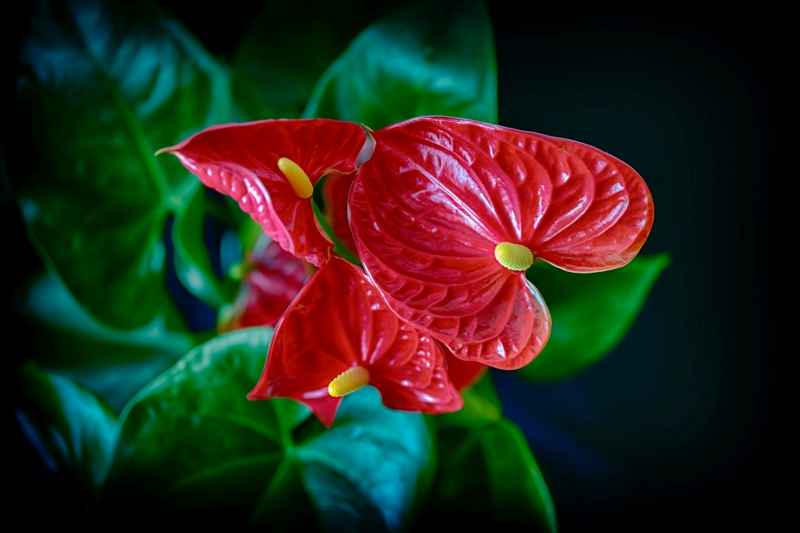 blume mit roter bluete beste zimmerpflanzen anthurium