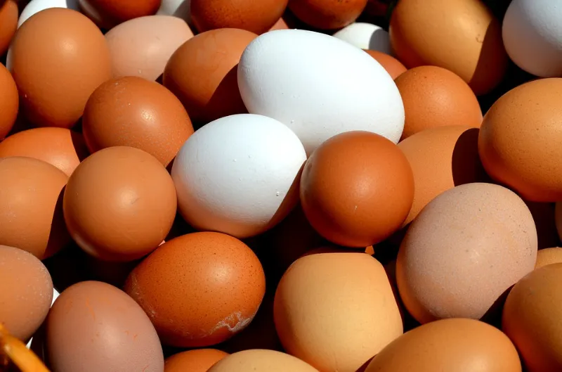 braune eier weisse eier unterschied hilfreiche informationen