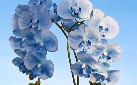 die ruhephase bei orchideen ist sehr wichtig