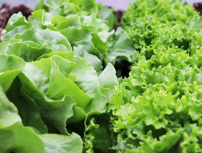 endiviensalat pflanzen bis wann ernten salatanbau im garten tipps