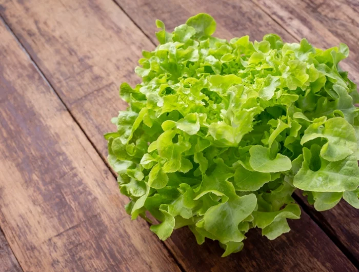 endiviensalat pflanzen im herbst ist das moeglich salat anbauen tipps