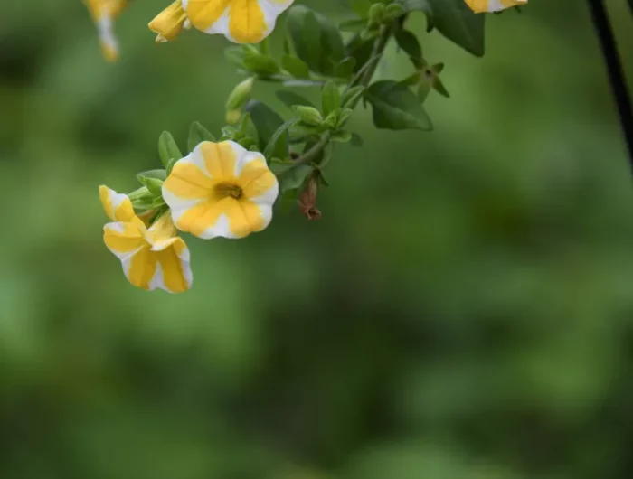 gelbe farbenfrohe petunie in grossaufnahme