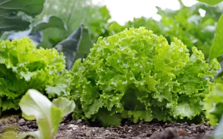 gemuese im september pfanzen kopfsalat ins hochbeet pflanzen frisch