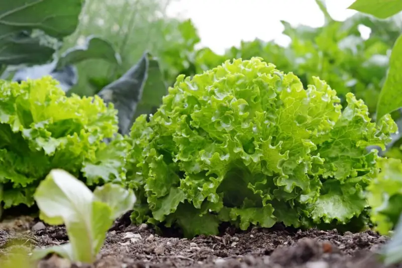 gemuese im september pfanzen kopfsalat ins hochbeet pflanzen frisch