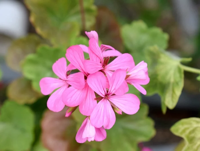 geranien ueberwintern draussen ist das moeglich pflanze mit rosa blueten