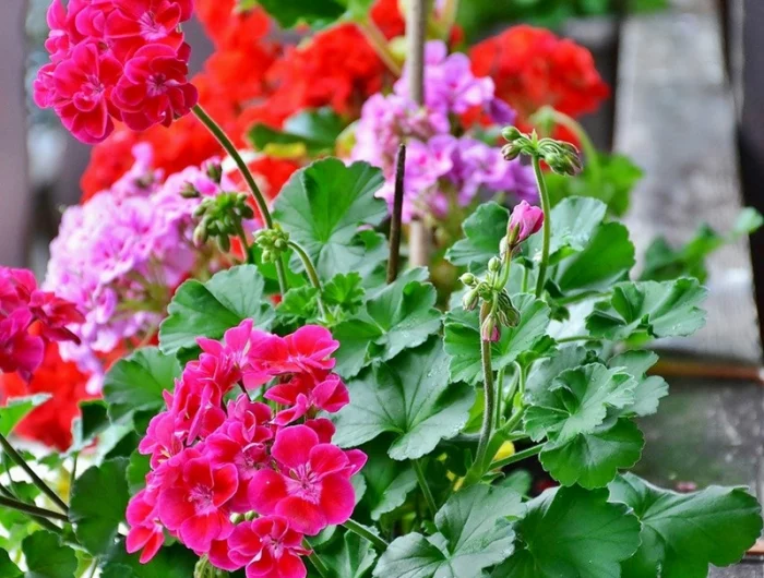geranien ueberwintern im topf rosa und rote blumen