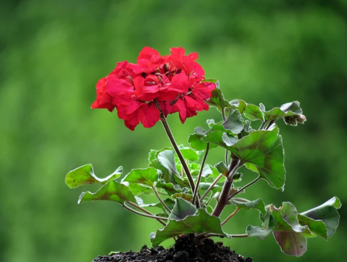 geranien ueberwintern ohne erde rote blueme