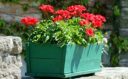 geranien ueberwintern wie geht es richtig rote blumen im kasten