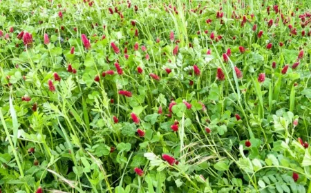 gründüngung im herbst aussäen kleeblatt rote blüten