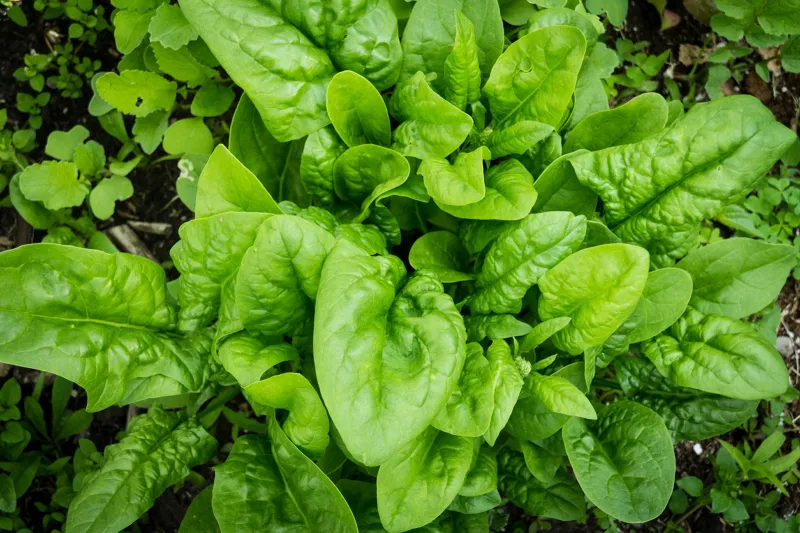 hochbeet bepflanzen im herbst spinat anbauen