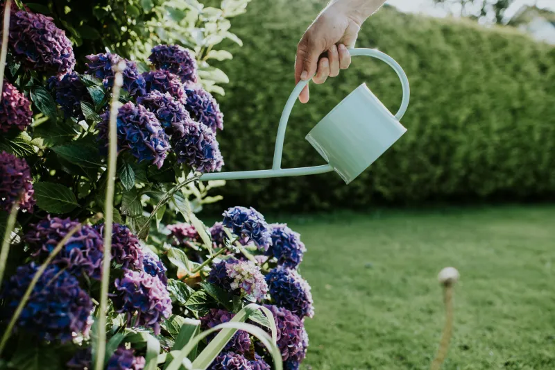 hortensien zu viel wasser im garten