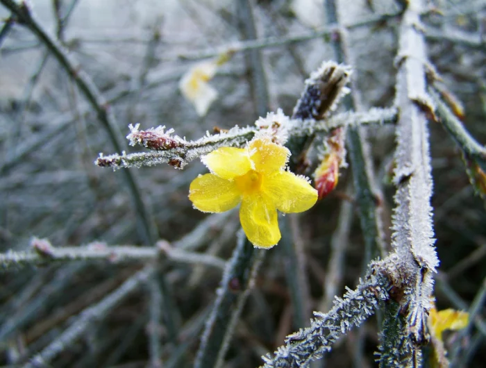 jasmin ueberwintern gelbe bluete jasminpflanze abgedeckt mit frost