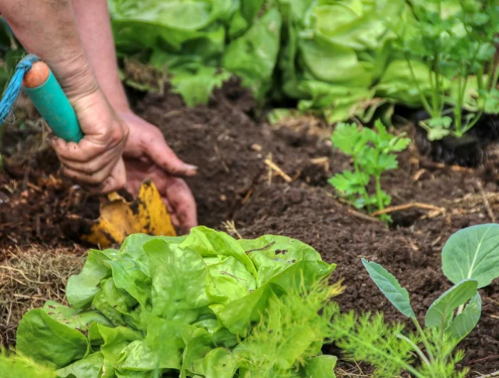 kann man endiviensalat pflanzen im september salat im garten anbauen