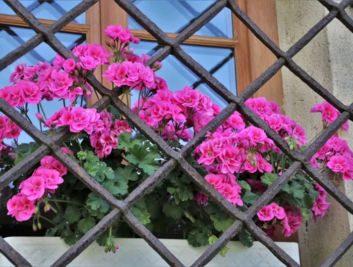 kann man geranien auch im dunkeln ueberwintern balkon