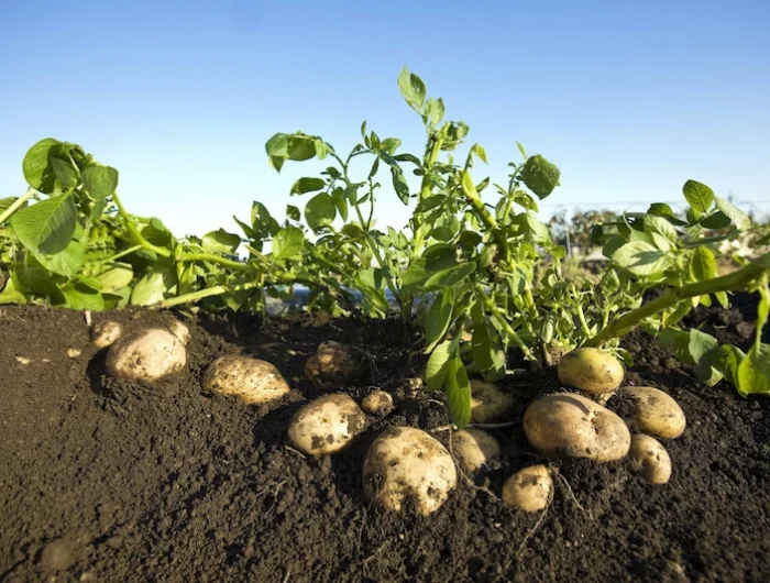 kann man kartoffeln auch im winter pflanzen