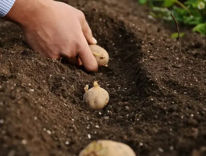 kartoffeln im september pflanzen so einfach geht es