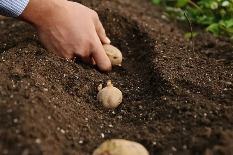 kartoffeln im september pflanzen so einfach geht es