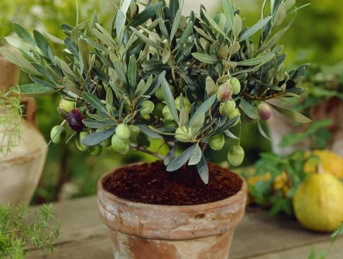 kleiner olivenbaum ueberwintern wohnung im kuebel