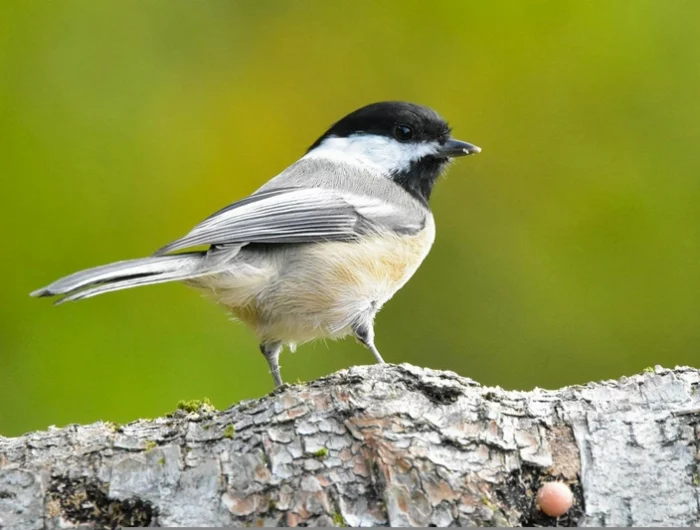 meisen nistkasten saeubern kleiner vogel umweltschutz