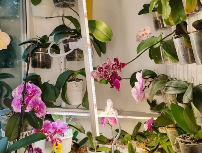 mit diesen tipps koennen sie orchideen waehrend der ruhephase pflegen