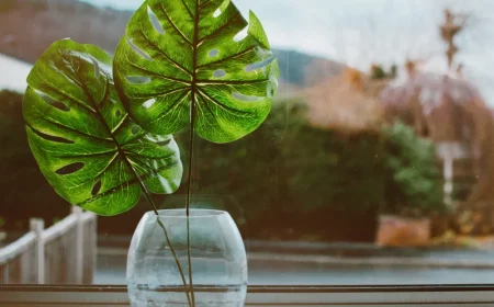 monstera pflege und standort im schatten vermehrung aus stecklingen am fenster