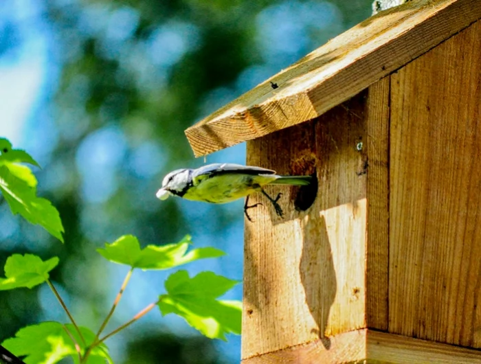 nieskasten im herbst reinigen hoelzernes vogelhaus vogel nest