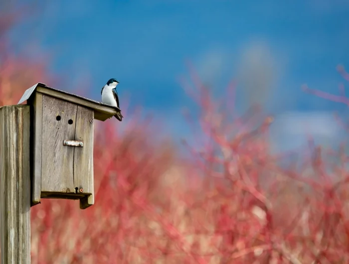 nistkasten reinigen oder nicht vogel auf vogelhaus