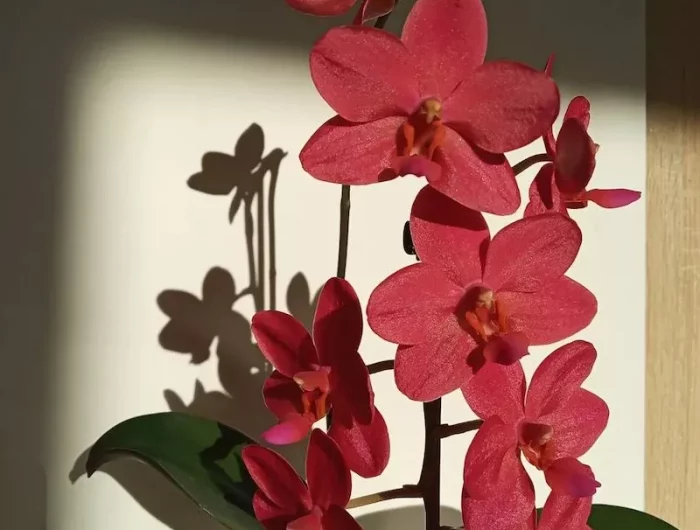 orchidee waehrend der ruhephase pflegen erfahren sie hier