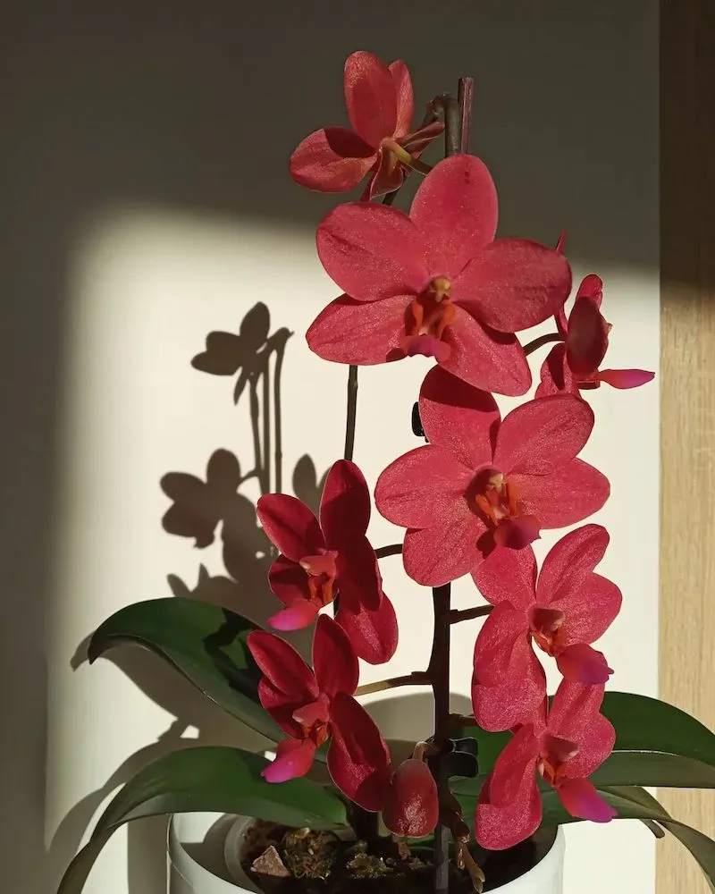 orchidee waehrend der ruhephase pflegen erfahren sie hier